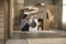 WEB365WCS Thumbnail